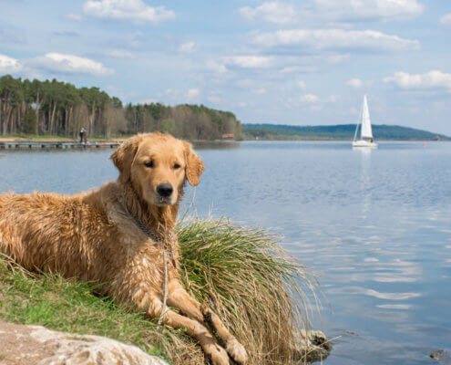 Hundestrand Brombachsee – Ferienhof Kaiser Herrieden