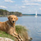 Hundestrand Brombachsee – Ferienhof Kaiser Herrieden